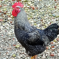 Gallo