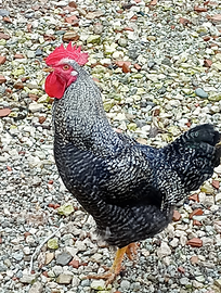 Gallo