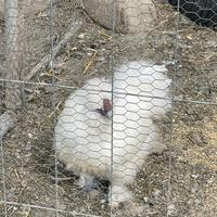 Gallo moroseta bianco