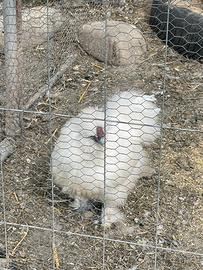 Gallo moroseta bianco