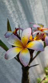 plumeria tricolor 