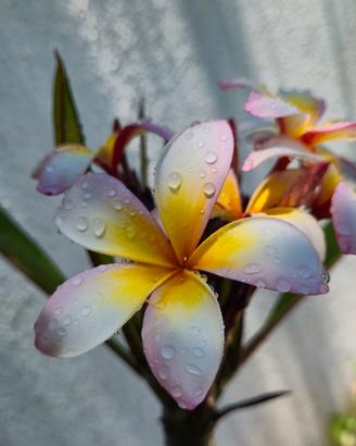 plumeria tricolor 