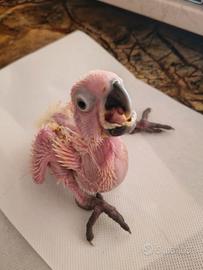 Cacatua Eleonora