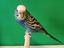 Immagine 6