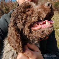 Lagotto Romagnolo per monta