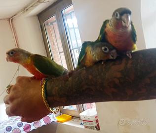 Baby pappagallo Pyrurra