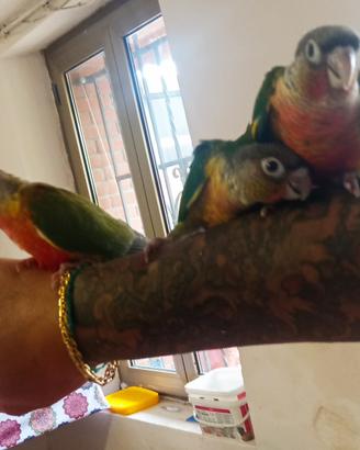 Baby pappagallo Pyrurra