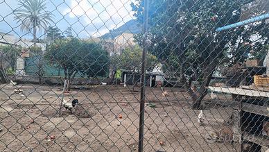 Terreno edificabile