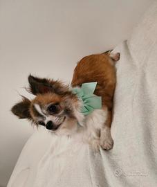 Femmina chihuahua