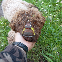Addestramento cani da tartufo