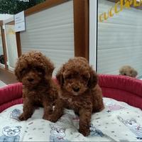 Barboncino toy red 2F 2M anche a rate