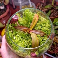 Mini terrario Nepenthes