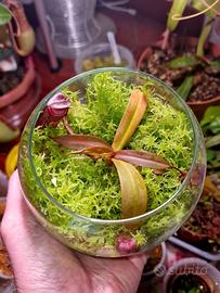 Mini terrario Nepenthes