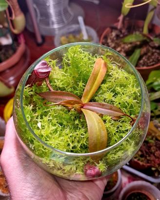 Mini terrario Nepenthes