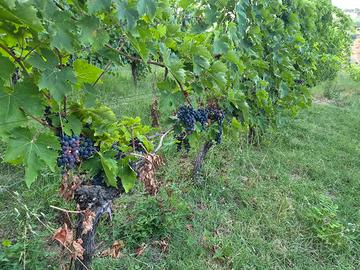 uva in vigna nelle Marche