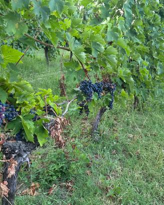 uva in vigna nelle Marche