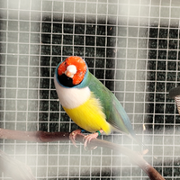 Diamanti del gould