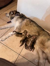 Cuccioli di Alaska Malamute