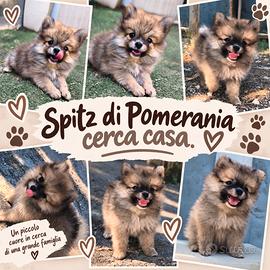 Spitz di Pomerania