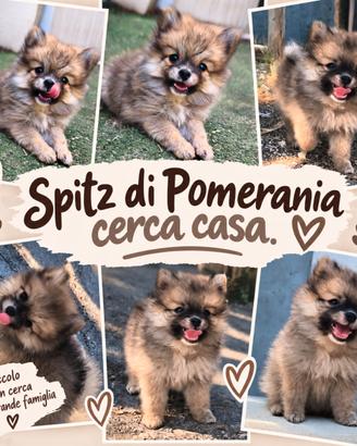 Spitz di Pomerania