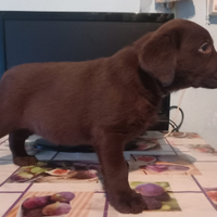 Cuccioli di labrador retriver puro chocolate
