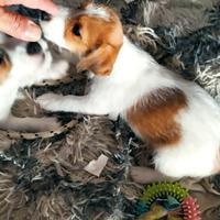 Jack Russell Terrier Broken/Ruvido Pedigree ENCI
