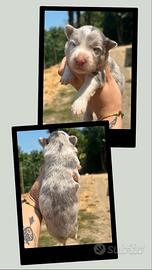 Cuccioli border collie