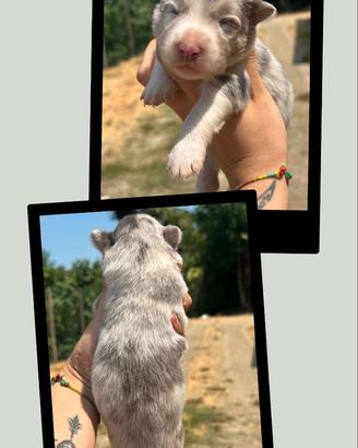 Cuccioli border collie