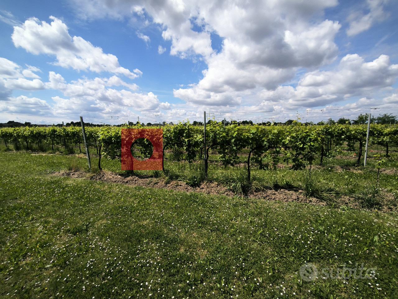 TERRENO AGRICOLO VIGNA GLERA BIOLOGICIO RIF "MFS2 - Vista 3