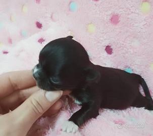 Cuccioli di chihuahua mini mini toy
