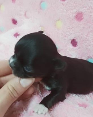 Cuccioli di chihuahua mini mini toy