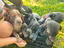 Immagine 2