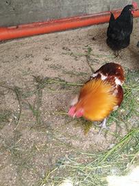Galli auracani