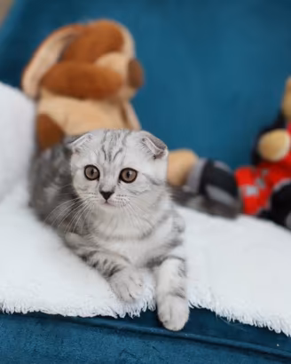 Gattino Scottish Fold dolcissimo