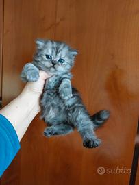 Gattina persiana tigrata