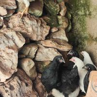 Galline nuove