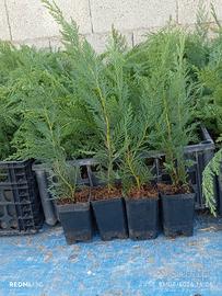PIANTE DA SIEPE DI NOSTRA PRODUZIONE 
