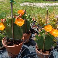 Cactus ornamentale Opuntia fico d'india