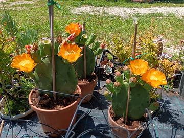 Cactus ornamentale Opuntia fico d'india