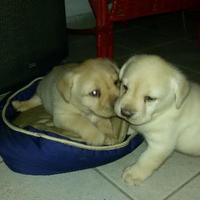 Labrador