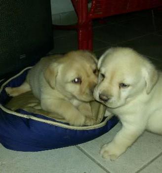 Labrador