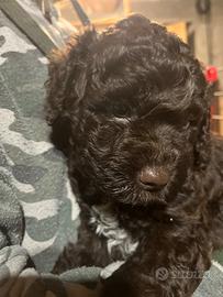 Cuccioli Lagotto romagnolo