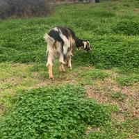 Capra