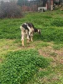 Capra