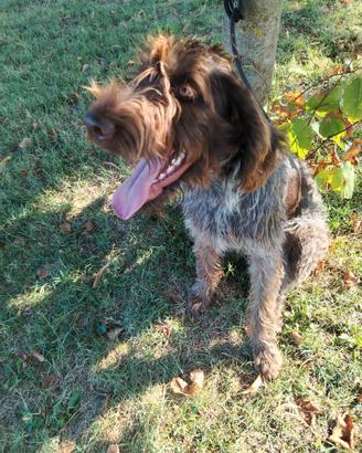 Drahthaar femmina cani da caccia cani da tartufi