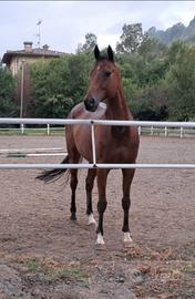 Psi 12 ANNI castrone