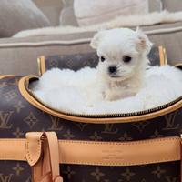 Maltese coreano maschio