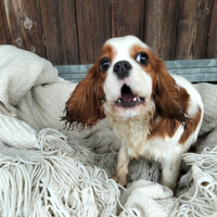 Cavalier king femmina con pedigree Enci