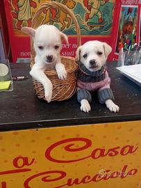 Chihuahua Pinscher Miny toy