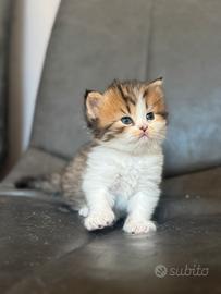 Gatti cuccioli persiani